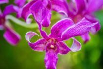 Atlantis-Dumaguete Orchids