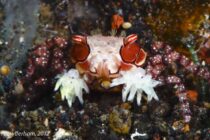 Boxer crab ALAN Powderham Bali 29Nov2012-1
