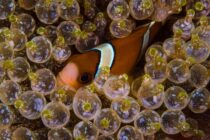 Bubble Anemone with Clown Fish