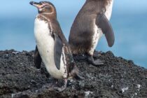Galapagos Penguins at Bartolome by Micahel Patrick O'Neill