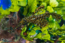 Ghost pipefish a Richard Smith
