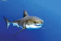Guadalupe-great-white-sharks_002-min