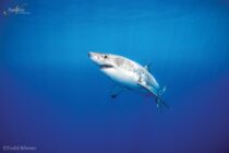 Guadalupe-great-white-sharks_004-min
