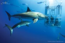 Guadalupe-great-white-sharks_005-min