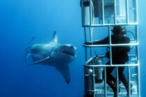 Guadalupe-great-white-sharks_007-min