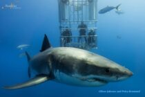 Guadalupe-great-white-sharks_010-min