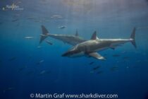 Guadalupe-great-white-sharks_011-min