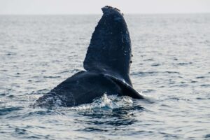 Humpback whale Pelagic Safari 2