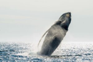 Humpback whale Pelagic Safari