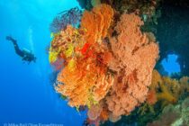 Nonkie Bommie - Holmes Reef - Coral Sea