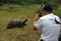 Ranch Primicias - Galapagos tortoise