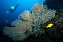 Sea Fan Coral