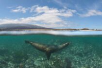Sea lion at Cabo Douglas by Lazaro Ruda