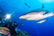 Shark Shooter - Osprey Reef - Coral Sea