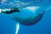 Socorro-humpback-whale-001-min