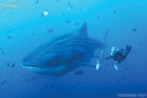 Socorro-whale-shark-001-min
