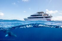 Spoilsport Minke Whale - Ribbon Reefs - GBR