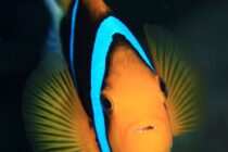 anemone_fish_palau_h