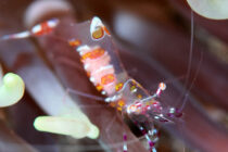 shrimp1_h