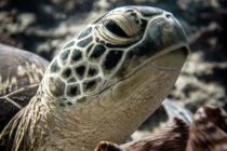turtle_maldives_the_wanderlovers_hr