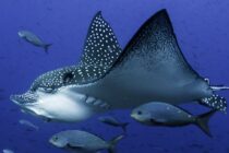 what-to-see-eagle-rays