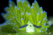 what-to-see-nudibranches