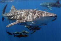 what-to-see-whaleshark