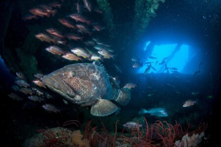 Yongala Wreck