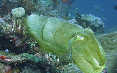 Alila Purnama - Cuttlefish