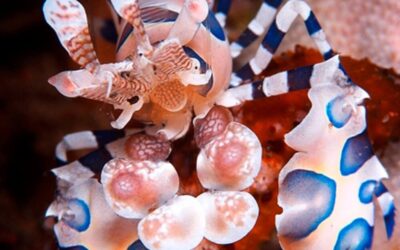 Alila Purnama - Harlequin Shrimp