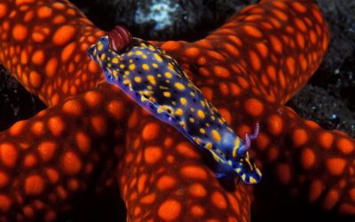 Alila Purnama - Nudibranch on Asteroidea