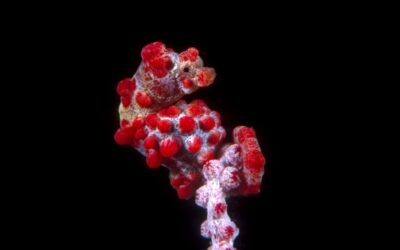 Alila Purnama - Pygmy Seahorse