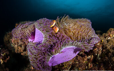 Anemone fish by Greg Lecoeur