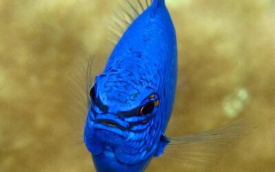 Blue fish