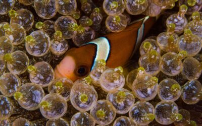 Bubble Anemone with Clown Fish