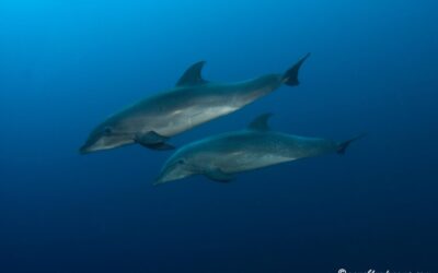 Dolphins