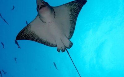 Eagle Ray