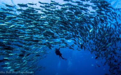 False Entrance - Osprey Reef - Coral Sea