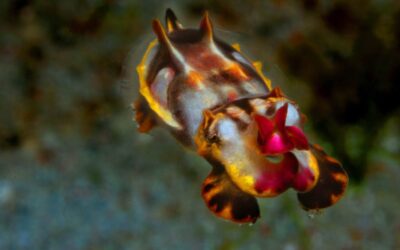 Flamboyant Cuttlefish