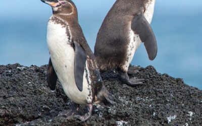 Galapagos Penguins at Bartolome by Micahel Patrick O'Neill