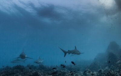 Galapagos sharks