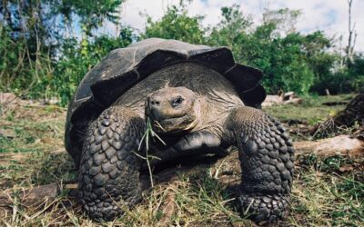 Galapagos tortoise02