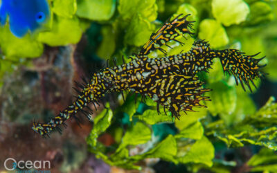 Ghost pipefish a Richard Smith