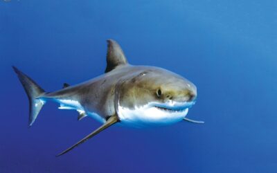 Guadalupe-great-white-sharks_002-min