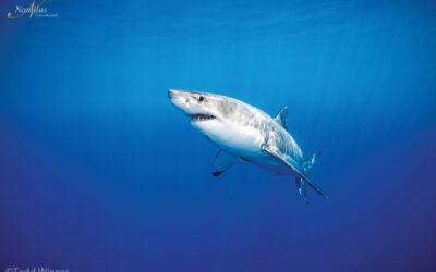 Guadalupe-great-white-sharks_004-min