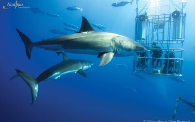 Guadalupe-great-white-sharks_005-min