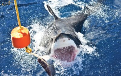 Guadalupe-great-white-sharks_009-min