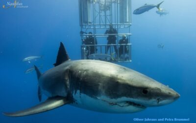 Guadalupe-great-white-sharks_010-min