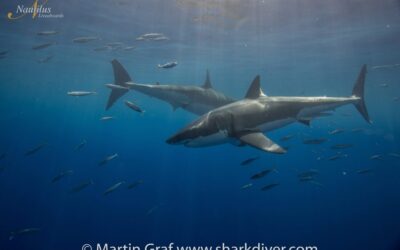 Guadalupe-great-white-sharks_011-min