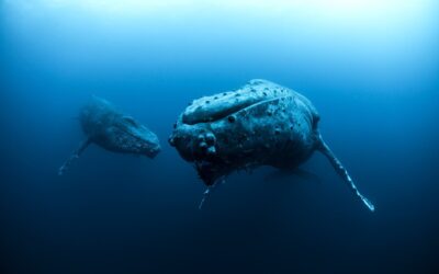 Humpbacks